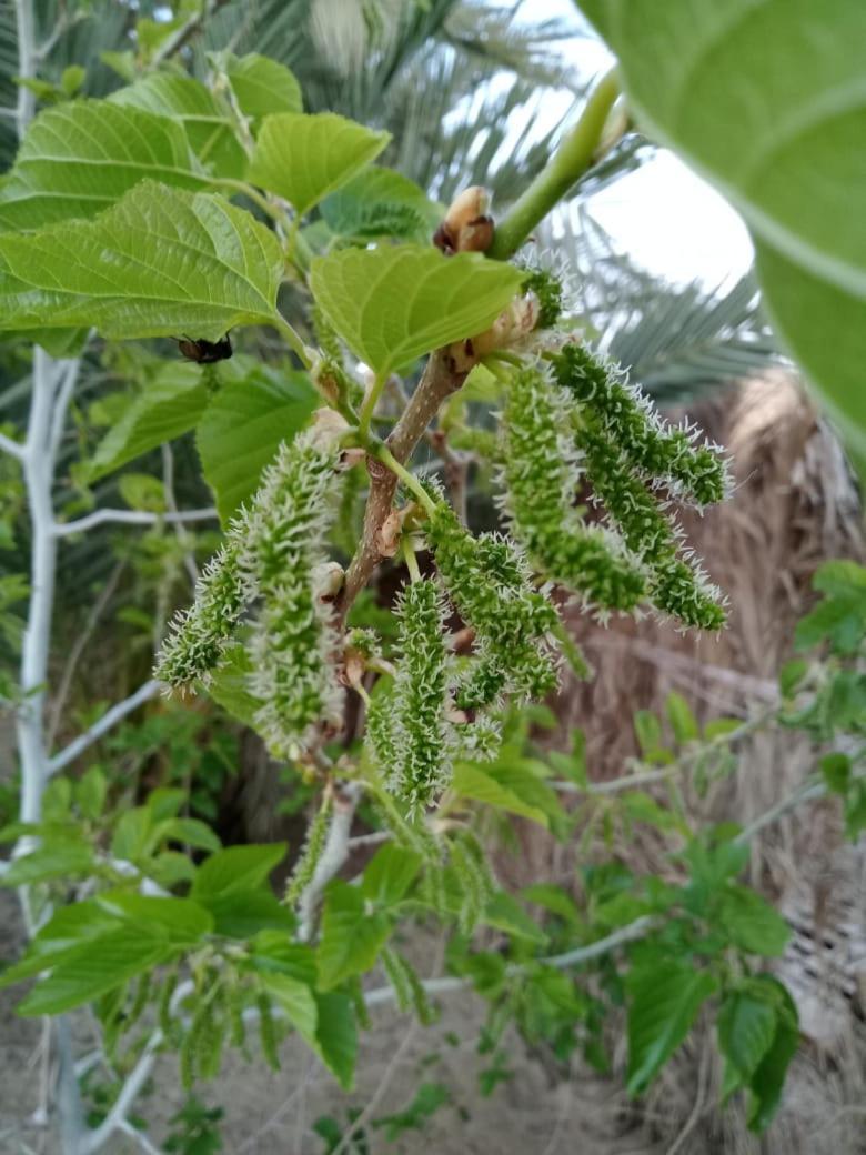 Villa Wafla Siwa Oasis Esterno foto