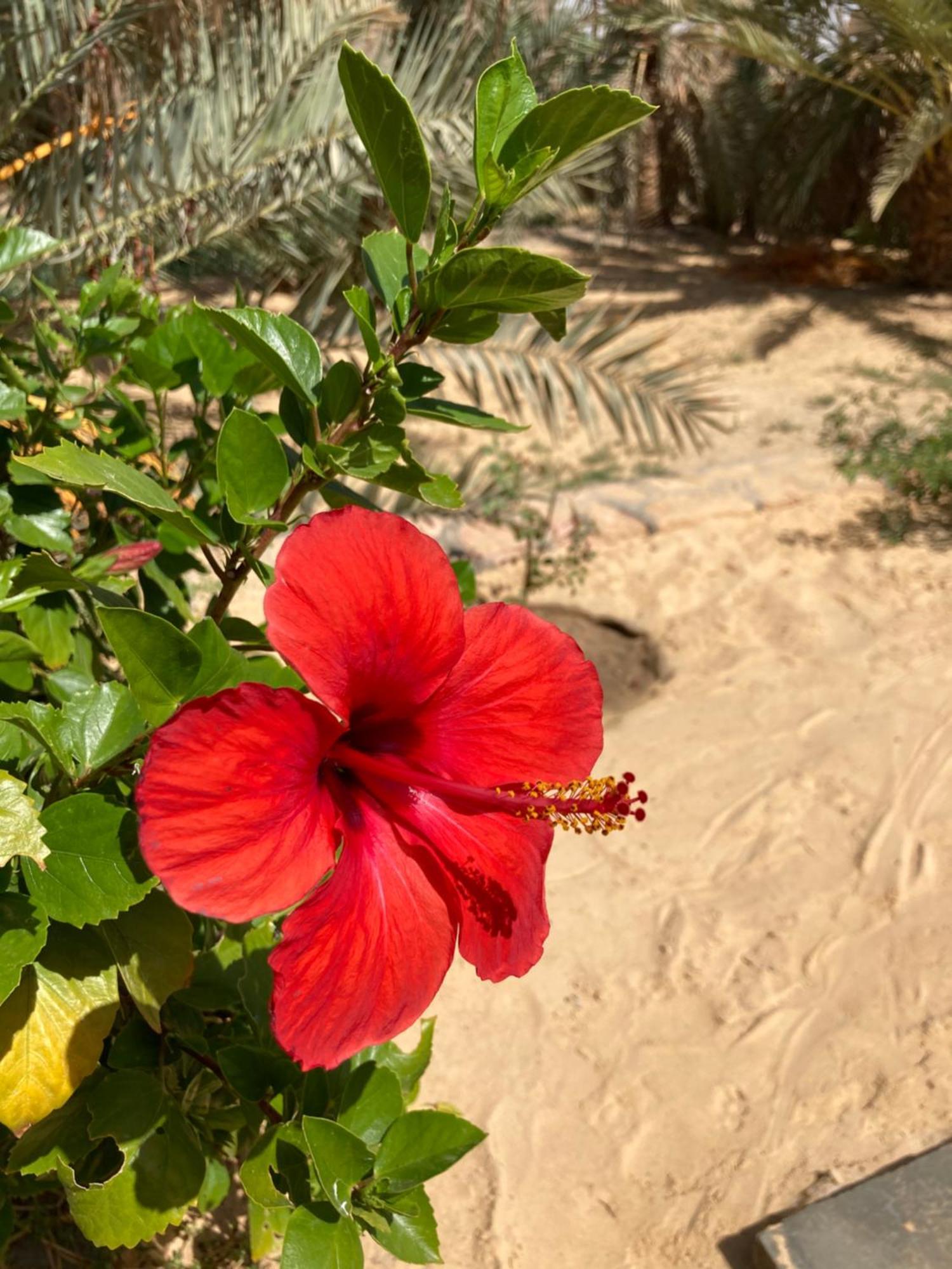 Villa Wafla Siwa Oasis Esterno foto